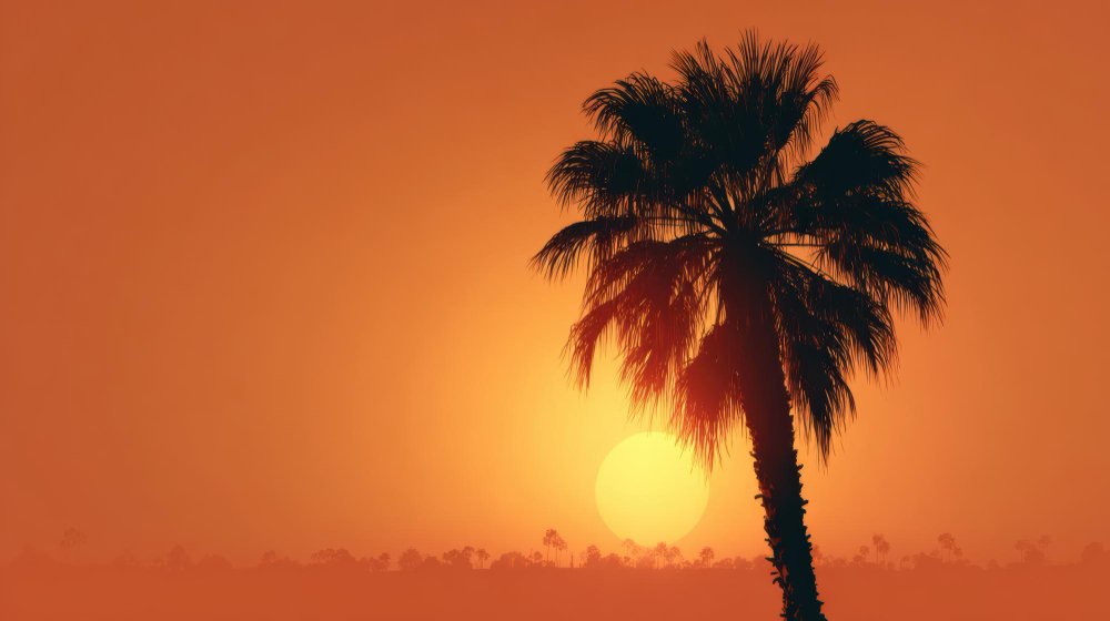 Florida sun dramatic heat shot